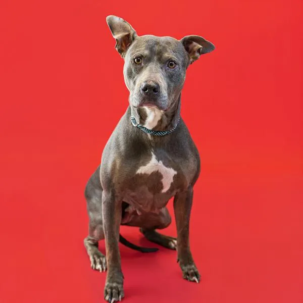 An adult large-sized female Pit Bull Terrier dog named Vc Zelda for adoption in Lawrenceville, GA
