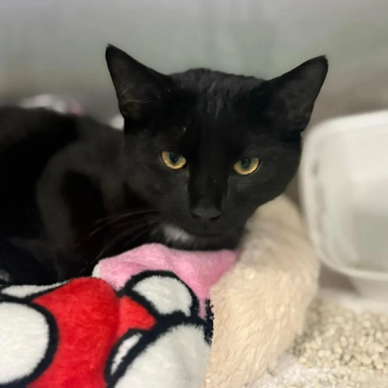 A baby small-sized male Black Domestic Short Hair cat named Peter Pan for adoption in Port Richey, FL