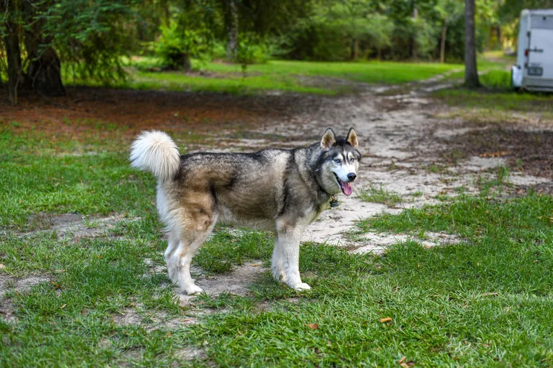 A senior medium-sized male Black Husky dog named Lobo for adoption in BONIFAY, FL