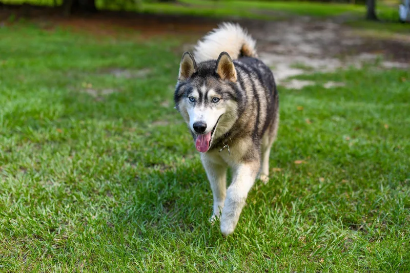 Lobo thumbnail 5