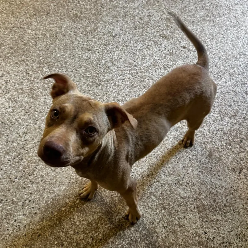 A young medium-sized female Yellow / Tan / Blond / Fawn Terrier dog named Shelly for adoption in Brownsboro, AL