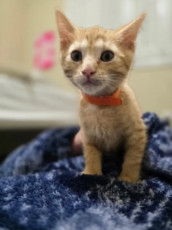 A baby small-sized male Orange / Red Tabby cat named Ron Harry Potter for adoption in Anthem, AZ