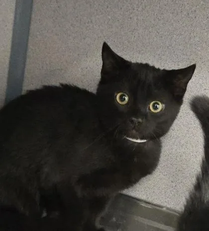 A baby medium-sized female Domestic Short Hair cat named TubaPop!  Bonded Pair for adoption in East Brookfield, MA