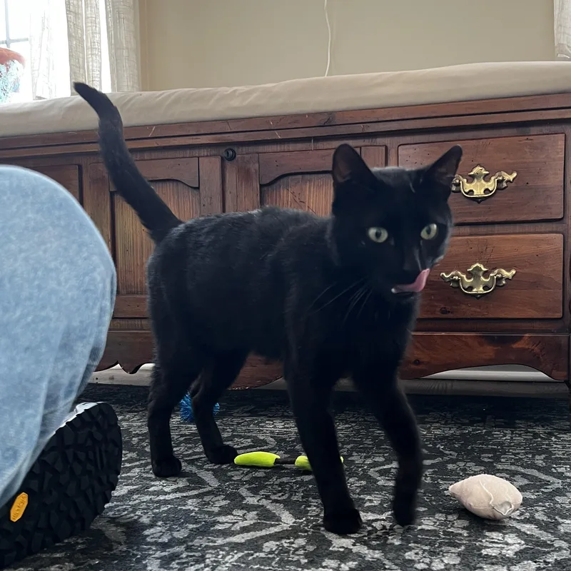 A young medium-sized male Black Domestic Short Hair cat named Birdie for adoption in Ridgewood, NY