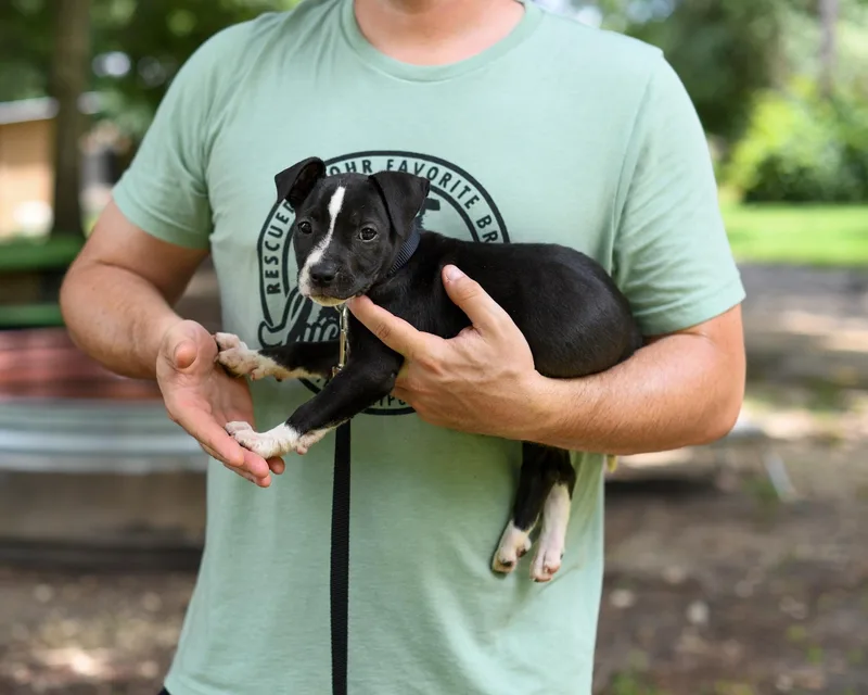A baby medium-sized female Black Mixed Breed dog named Blackberry for adoption in BONIFAY, FL