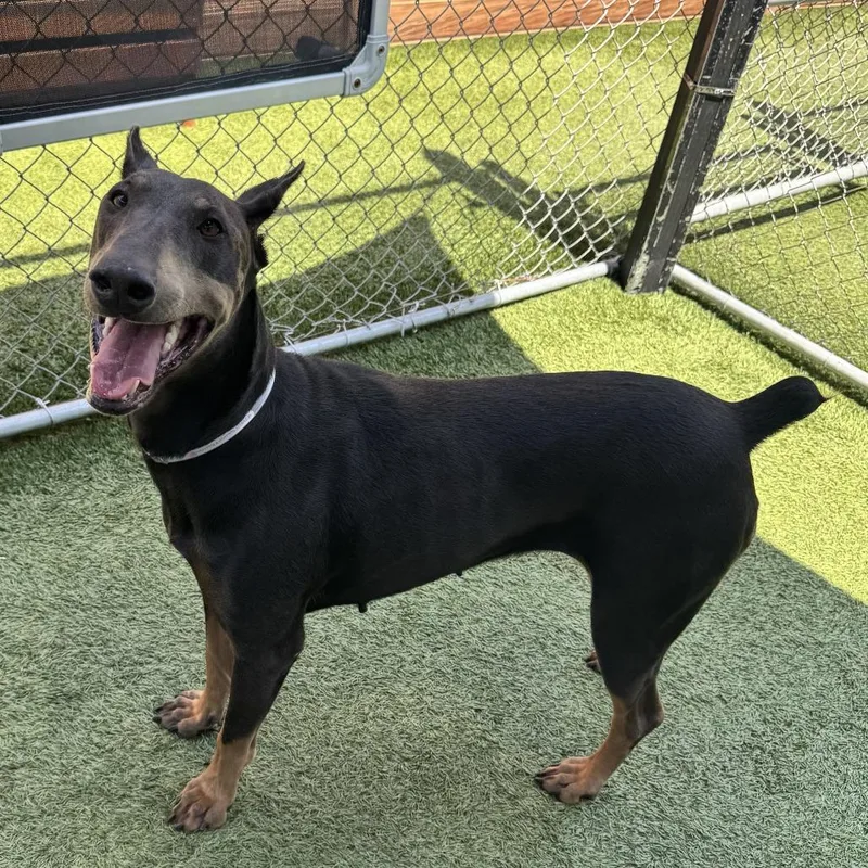 An adult large-sized female Brown / Chocolate Doberman Pinscher dog named Madonna for adoption in Hawthorne, CA