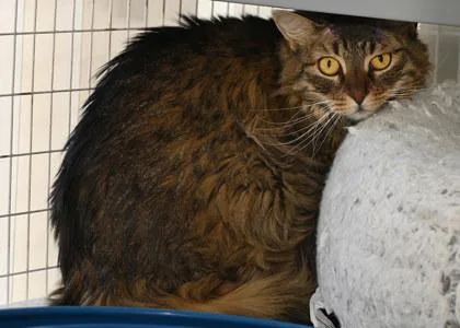 An adult medium-sized female Domestic Long Hair cat named Phoebe for adoption in Baton Rouge, LA