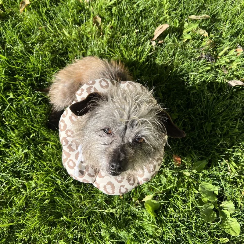 Spicy Parsnip thumbnail 2