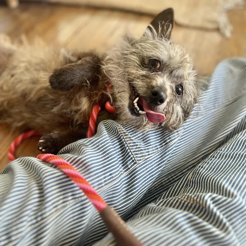 Spicy Parsnip thumbnail 3