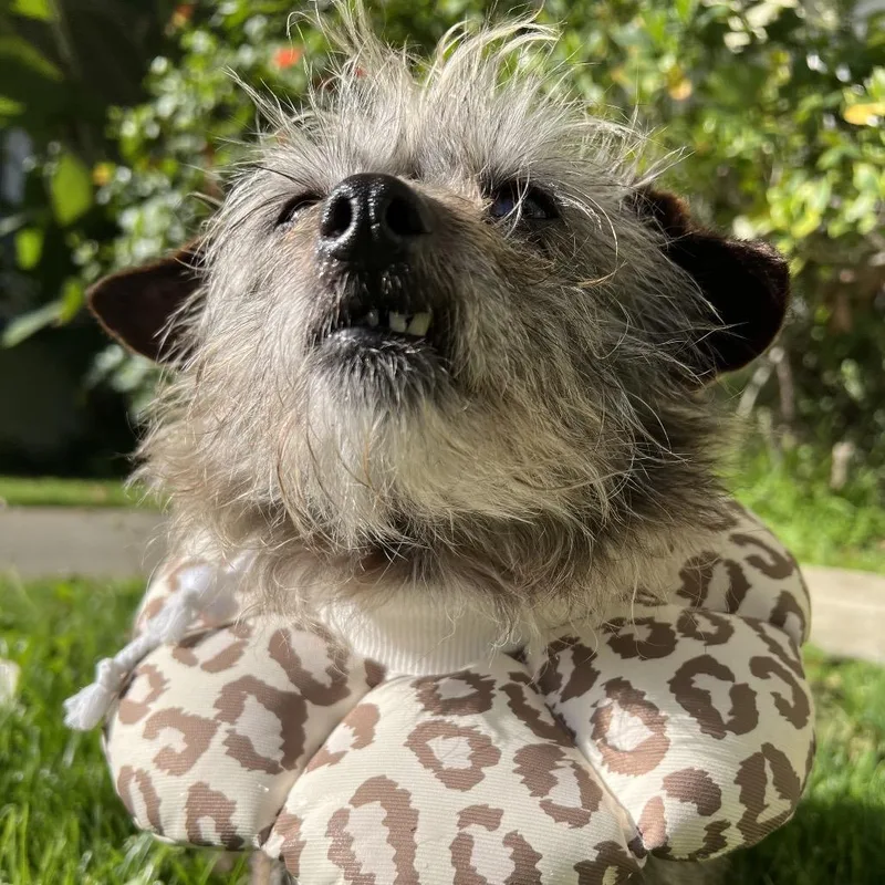 Spicy Parsnip thumbnail 4