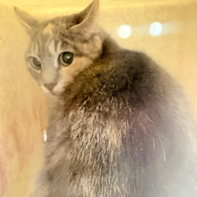 An adult medium-sized female Tortoiseshell Domestic Short Hair cat named Kim Possible for adoption in Philadelphia, PA