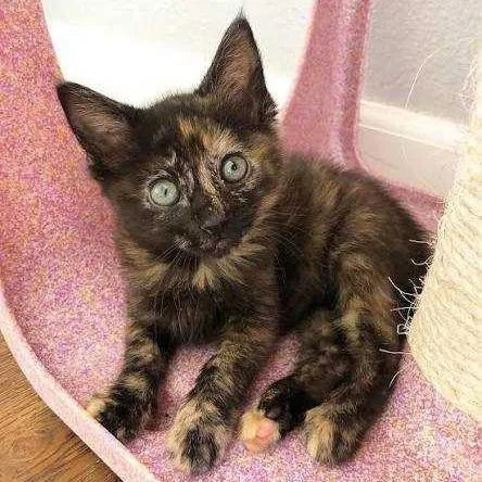 A baby small-sized female Domestic Short Hair cat named Cherry for adoption in Redwood City, CA