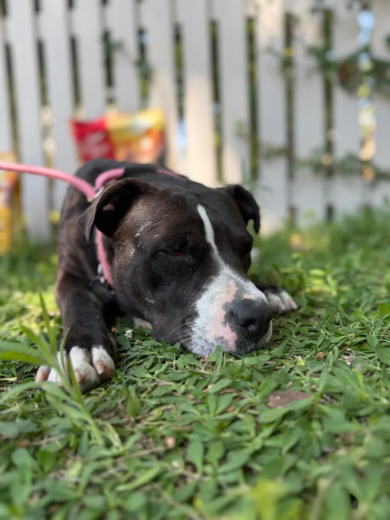 An adult medium-sized female Pit Bull Terrier dog named Poppy for adoption in Burbank, CA