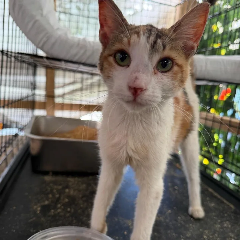 A young small-sized female Calico Domestic Short Hair cat named Honey for adoption in Pacific Palisades, CA