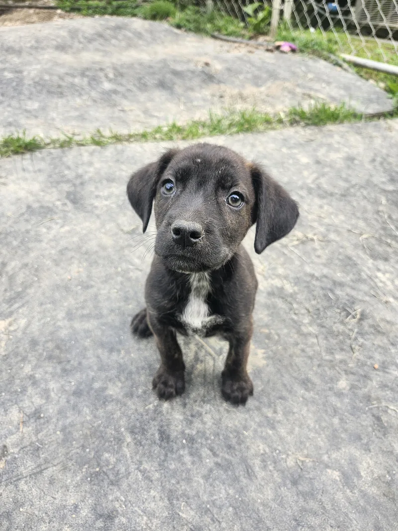 A baby medium-sized female Brindle Black and Tan Coonhound dog named ShoeString for adoption in Cosby, TN