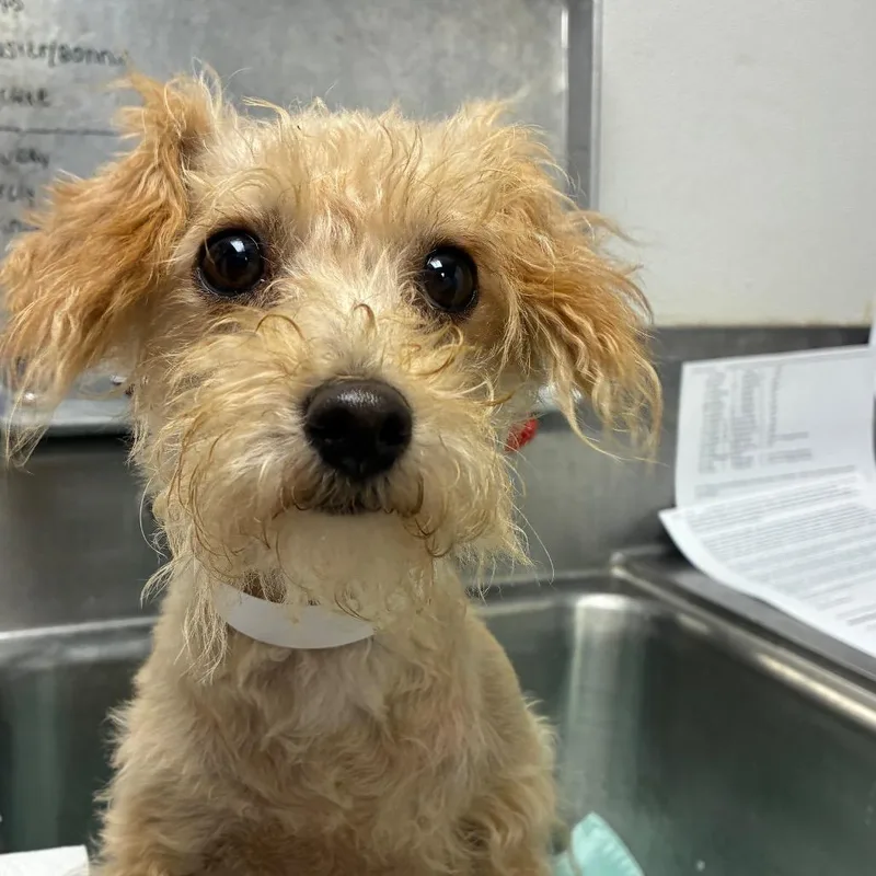 An adult small-sized female Yellow / Tan / Blond / Fawn Maltese dog named Lilly for adoption in Birmingham, AL