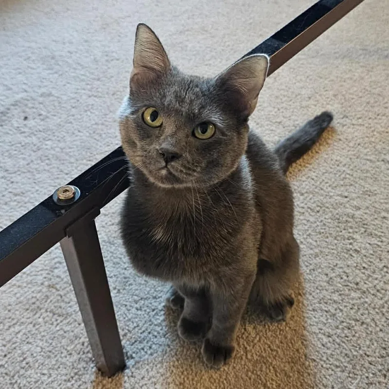 A young small-sized male Gray / Blue / Silver Domestic Short Hair cat named Bobby for adoption in Titusville, FL