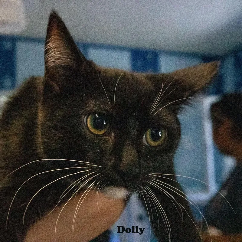 Dolly