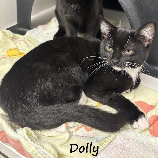 Dolly thumbnail 2