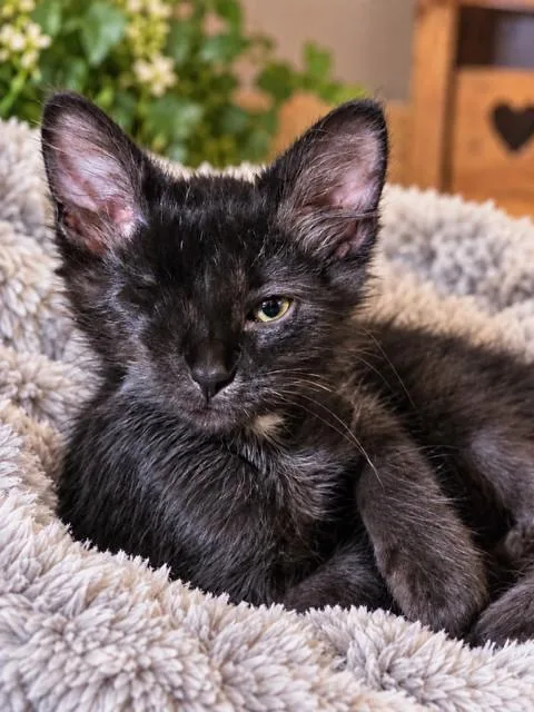 A baby small-sized male Domestic Short Hair cat named Tink for adoption in Clinton Township, MI