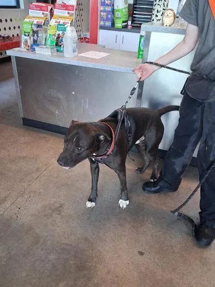 An adult large-sized male Mixed Breed dog named Turnip for adoption in West Chester, PA