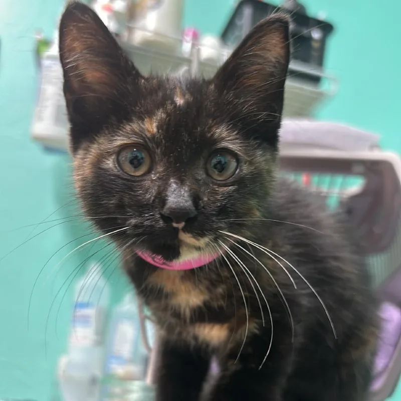 A baby small-sized female Tortoiseshell Domestic Short Hair cat named Mocha for adoption in Guaynabo, PR
