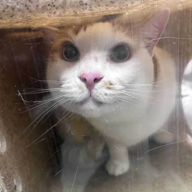 A senior large-sized male White Domestic Short Hair cat named Stacey for adoption in Philadelphia, PA