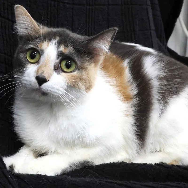A young small-sized female Calico Domestic Medium Hair cat named Tommi C for adoption in Princeton, MN