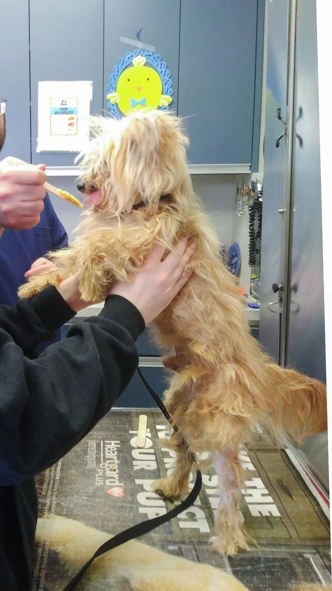 Tina Turner  Shaggy thumbnail 2