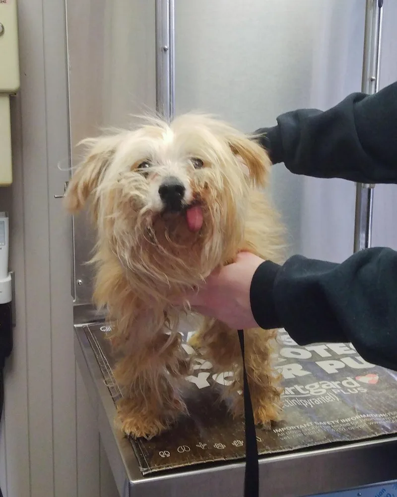 Tina Turner  Shaggy thumbnail 3