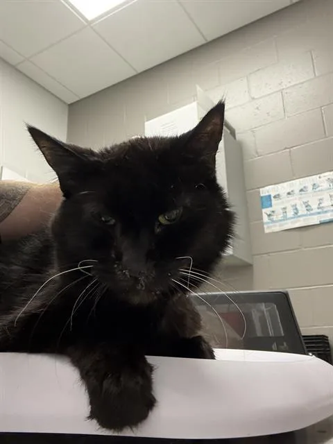 An adult small-sized female Domestic Short Hair cat named Maggie for adoption in Indianapolis, IN