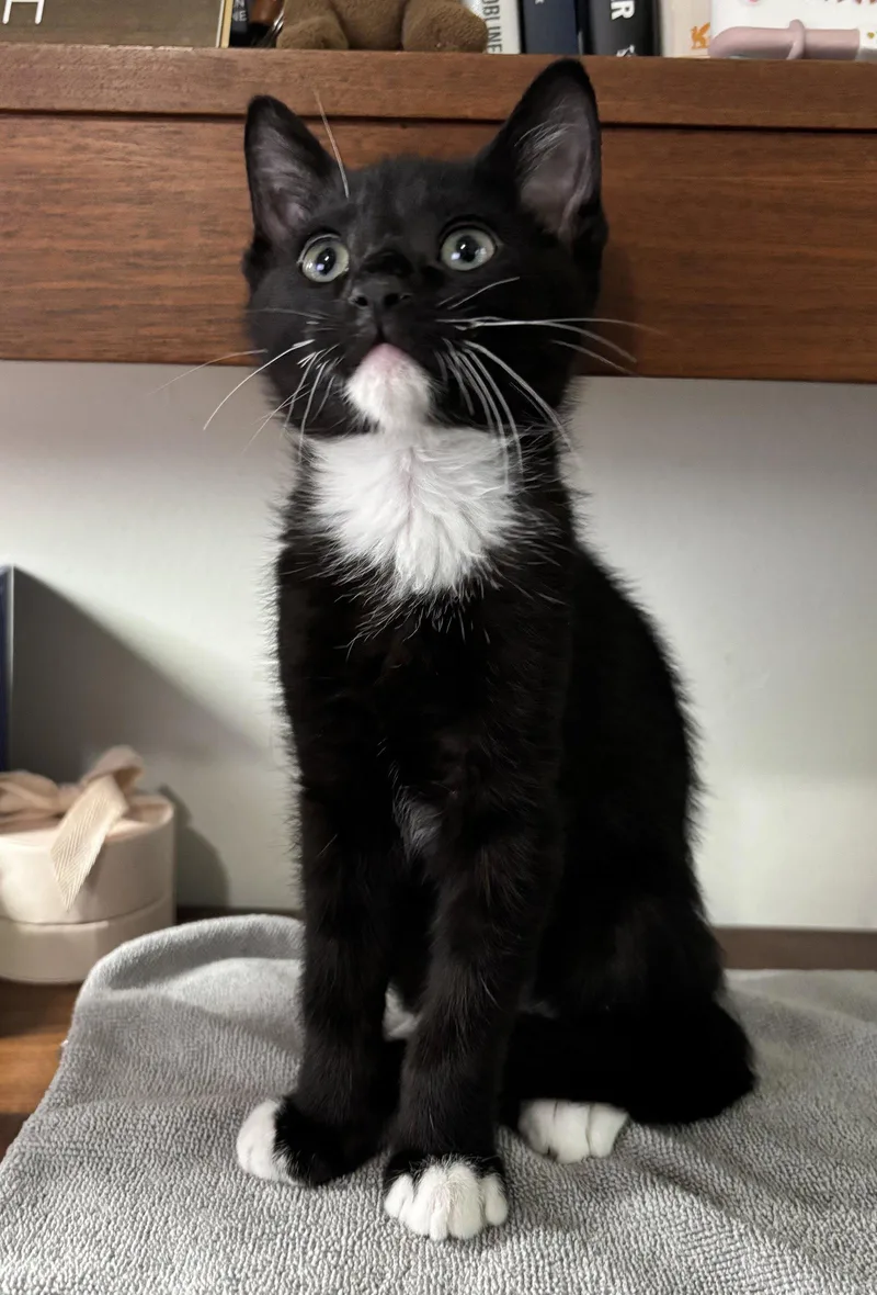 A young medium-sized male Black & White / Tuxedo Domestic Short Hair cat named Fry for adoption in Seal Beach, CA