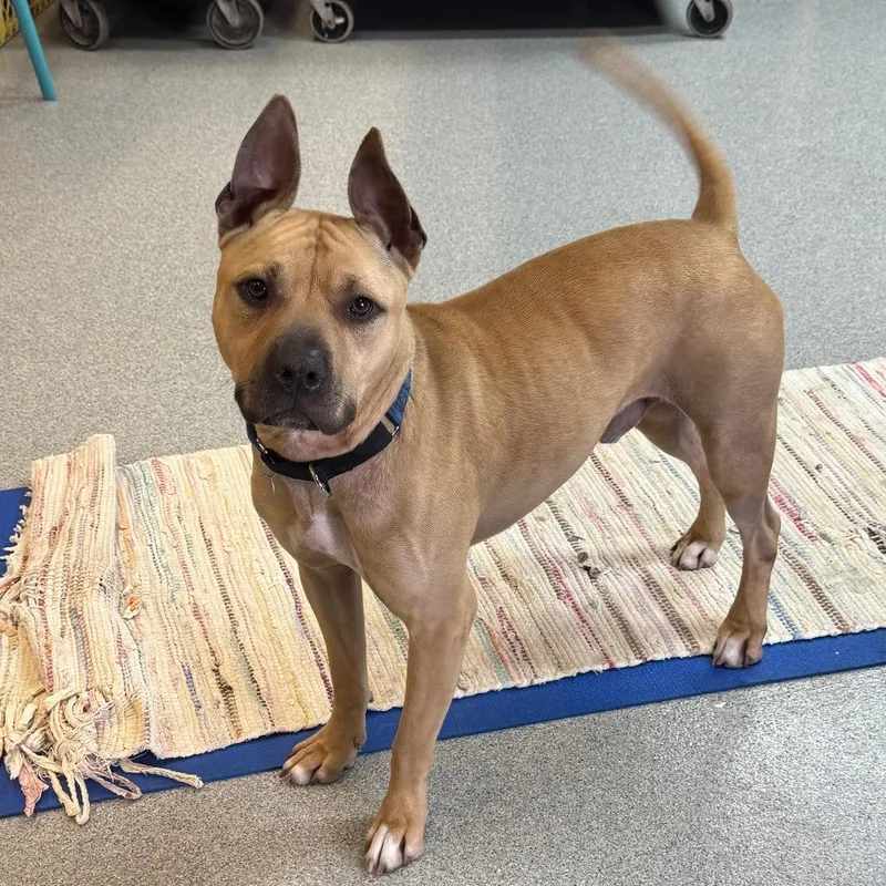 An adult medium-sized male Yellow / Tan / Blond / Fawn Mixed Breed dog named Slogan for adoption in Wheeling, IL
