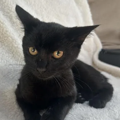 A young medium-sized male Black Domestic Short Hair cat named Black Bean for adoption in Lansing, MI