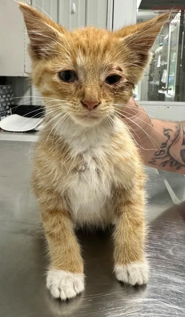 A baby small-sized male Domestic Short Hair cat named Sox for adoption in Hillsdale, IN