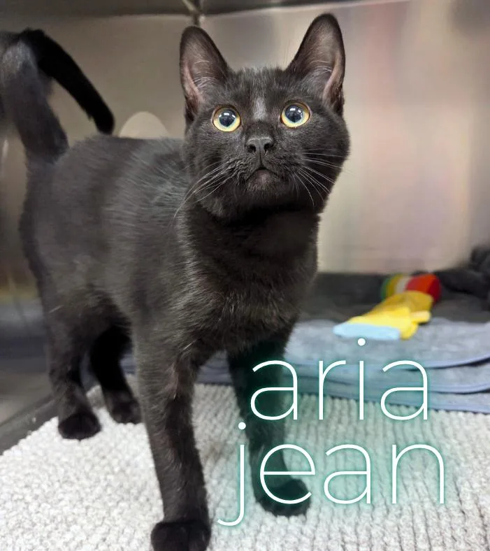 A baby medium-sized female Black Domestic Short Hair cat named Aria Jean for adoption in Nevada, IA