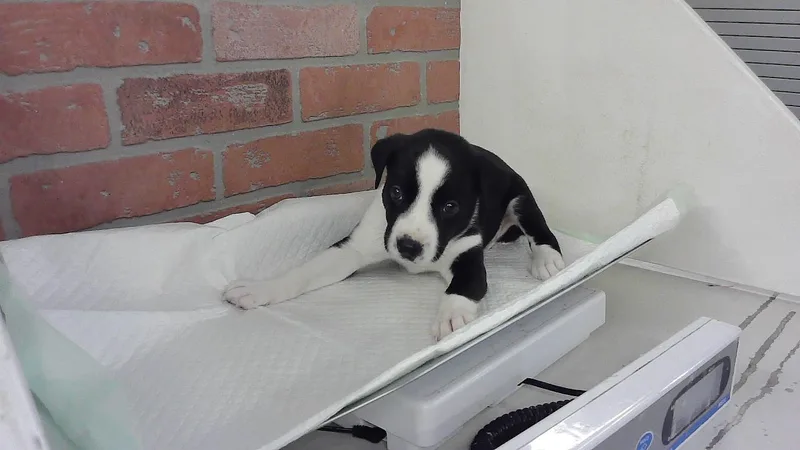 A baby small-sized male Australian Shepherd dog named Blaze for adoption in Houston, TX
