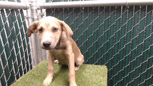 A baby medium-sized female Pit Bull Terrier dog named Bettina for adoption in Downey, CA
