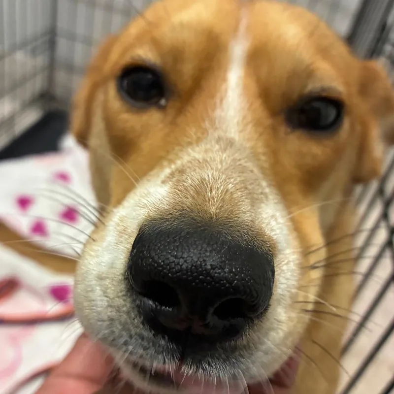 A young small-sized female Yellow / Tan / Blond / Fawn Mixed Breed dog named Roxy for adoption in Horn Lake, MS