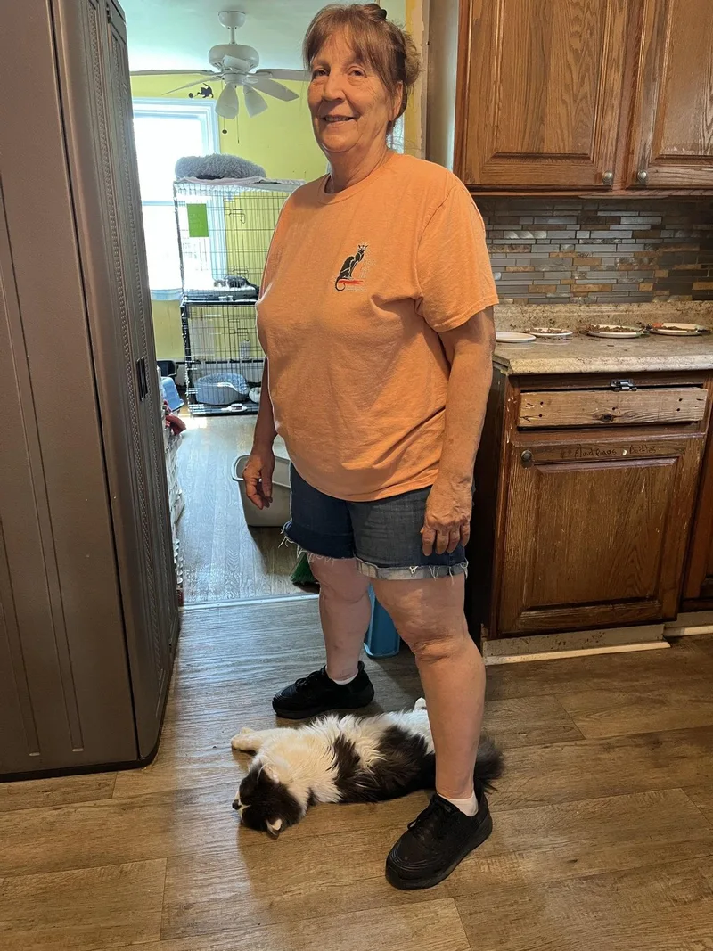 An adult medium-sized female Gray & White Domestic Long Hair cat named Wednesday for adoption in Broomall, PA