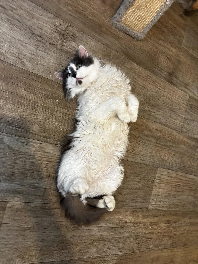 Wednesday thumbnail 2