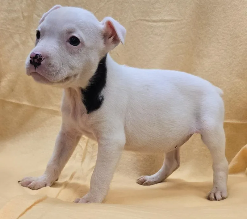 A baby medium-sized female Mixed Breed dog named Olena for adoption in Murphysboro, IL