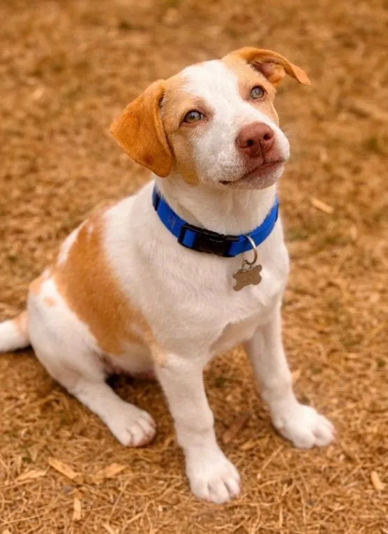 A baby medium-sized male White / Cream Labrador Retriever dog named Sunny for adoption in Brierfield, AL