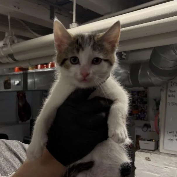 A baby small-sized male White Domestic Short Hair cat named Walnut for adoption in New York, NY