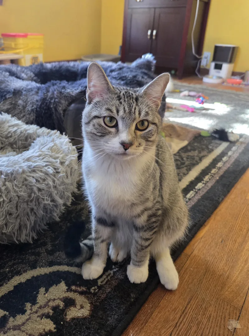A young medium-sized male Tabby (Gray / Blue / Silver) Domestic Short Hair cat named Greyson for adoption in Minneapolis, MN