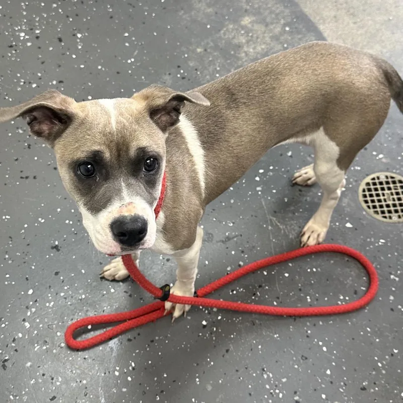 An adult medium-sized female Yellow / Tan / Blond / Fawn Mixed Breed dog named Ash for adoption in Enfield, NH