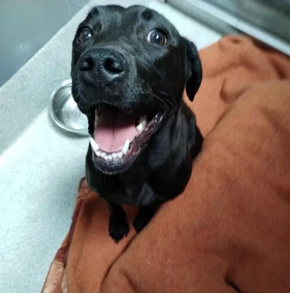 A young medium-sized female Labrador Retriever dog named Velma for adoption in Alameda, CA
