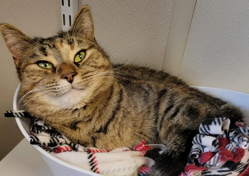 Jennie Lee thumbnail 2