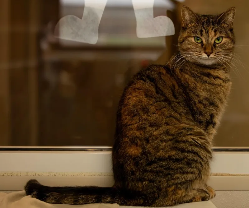 Jennie Lee thumbnail 3