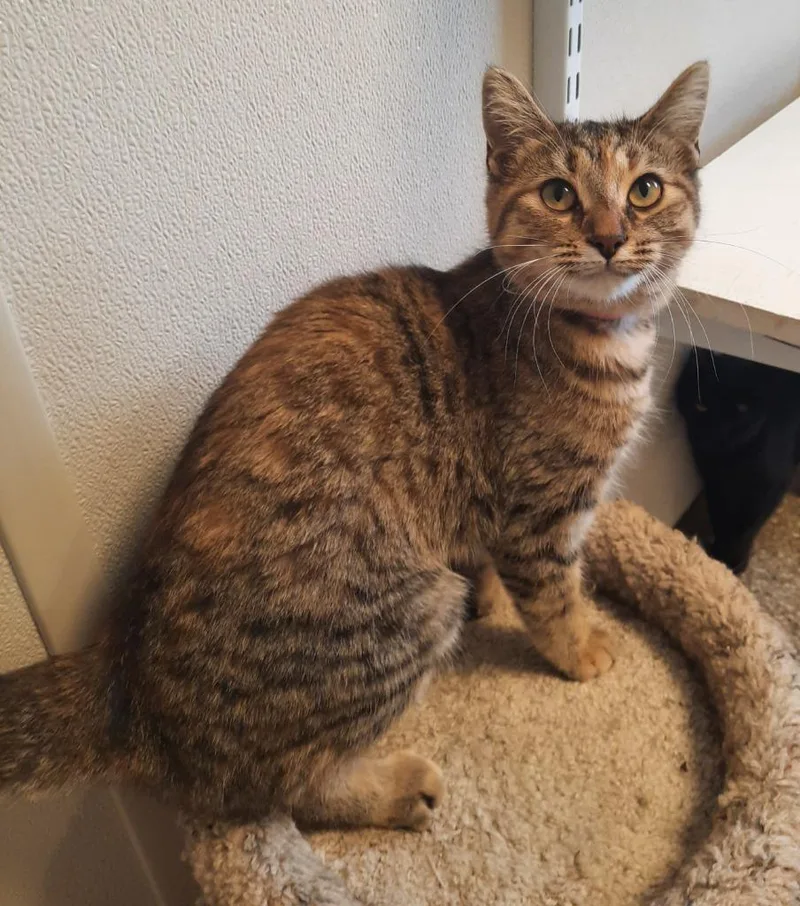 Jennie Lee thumbnail 4